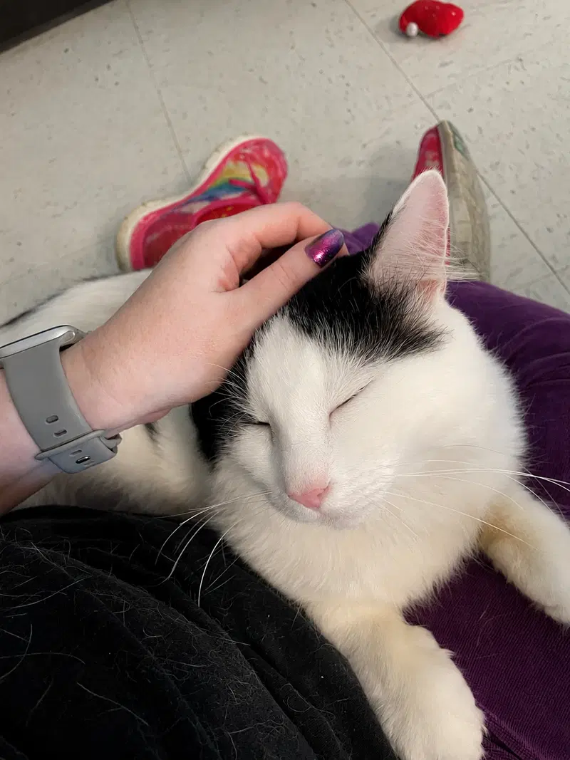 Norman, an adult male cat up for adoption