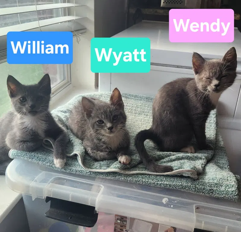 Wyatt, photo 4