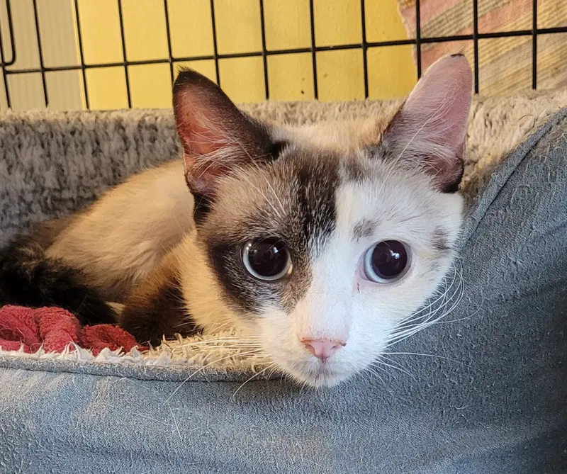 Whisper Secrets, an adult female Siamese cat up for adoption