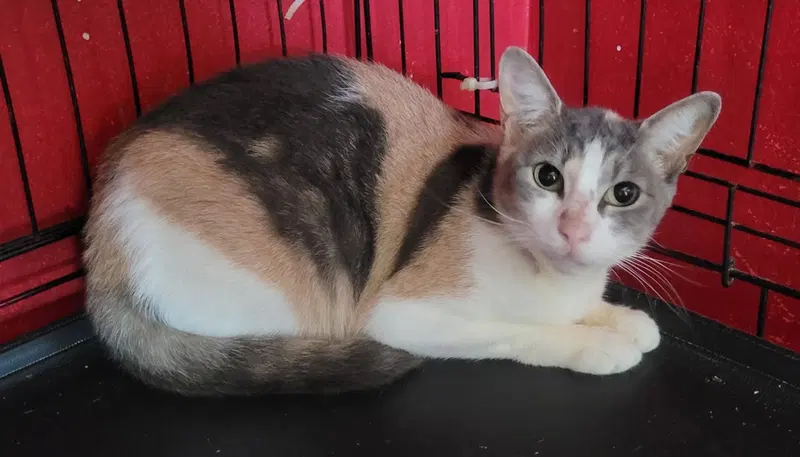 Ollie, a young female cat up for adoption