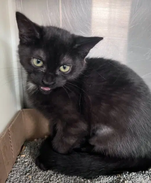 Scarlet, a female kitten up for adoption