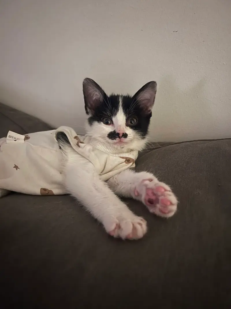 Ella Langley, a female Tuxedo kitten up for adoption