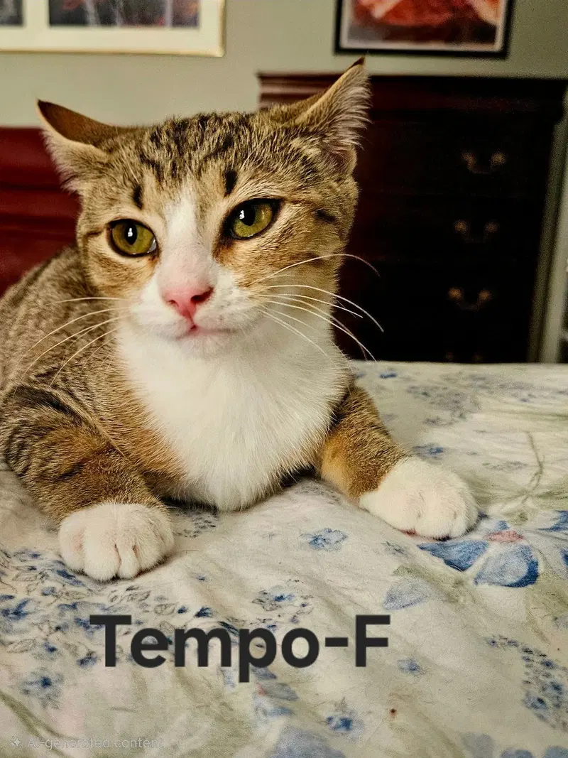 Tempo, a female kitten up for adoption