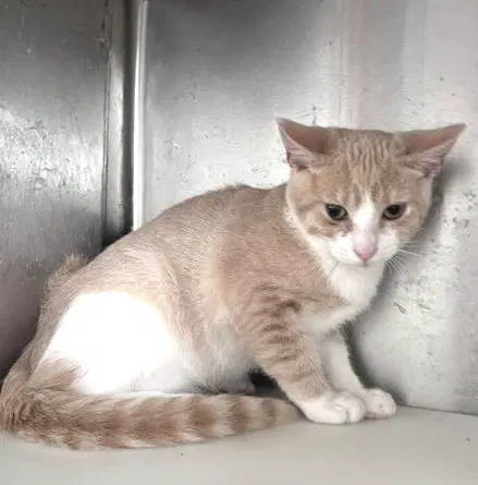 Peter, a Tabby kitten up for adoption