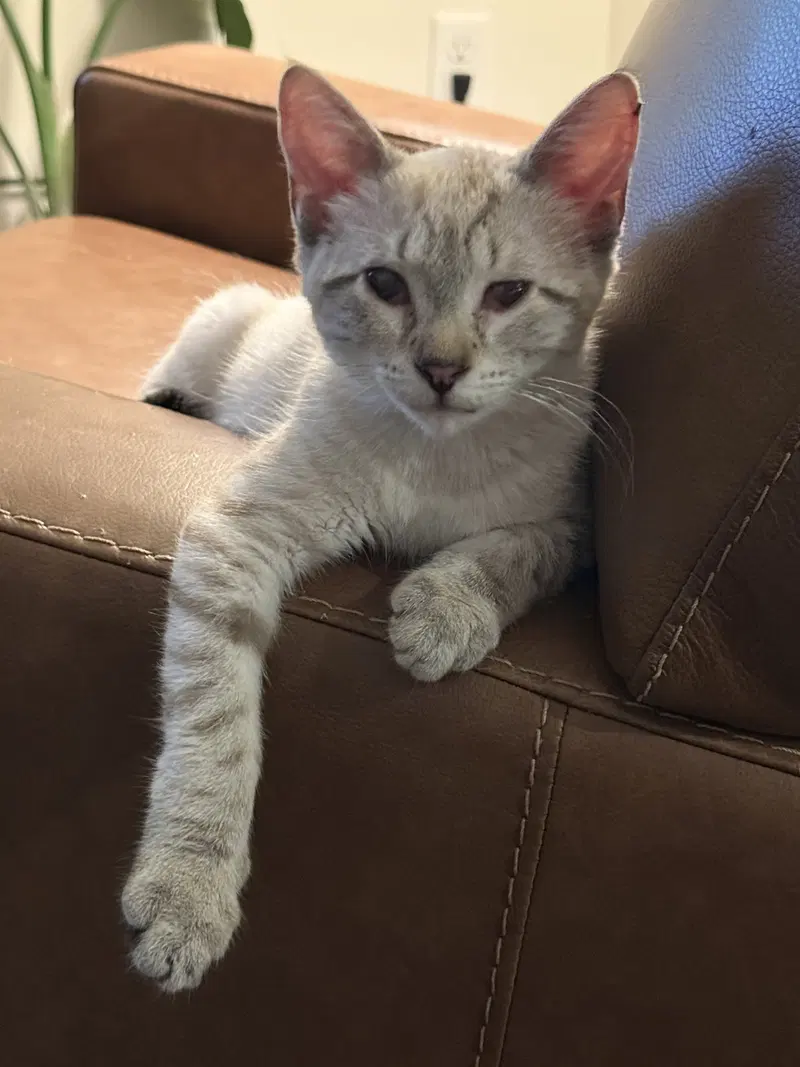 Trina, a female Siamese kitten up for adoption