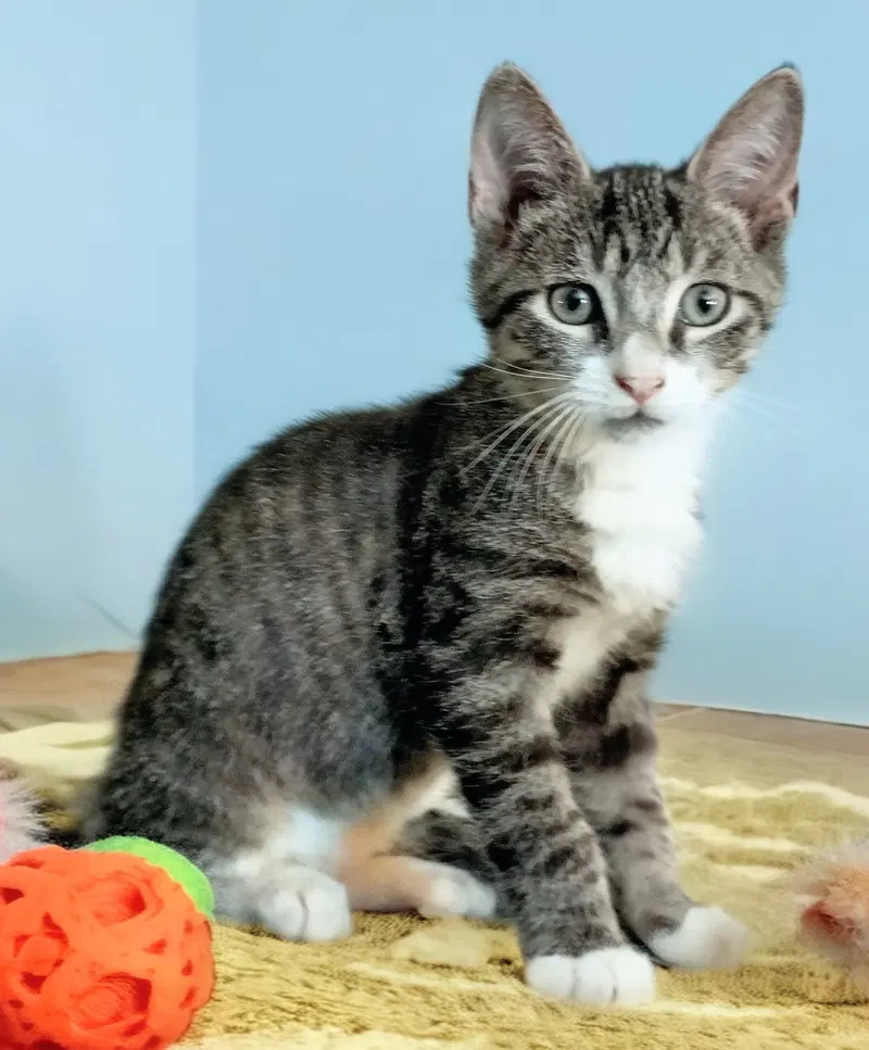 Neville, a male Tabby kitten up for adoption
