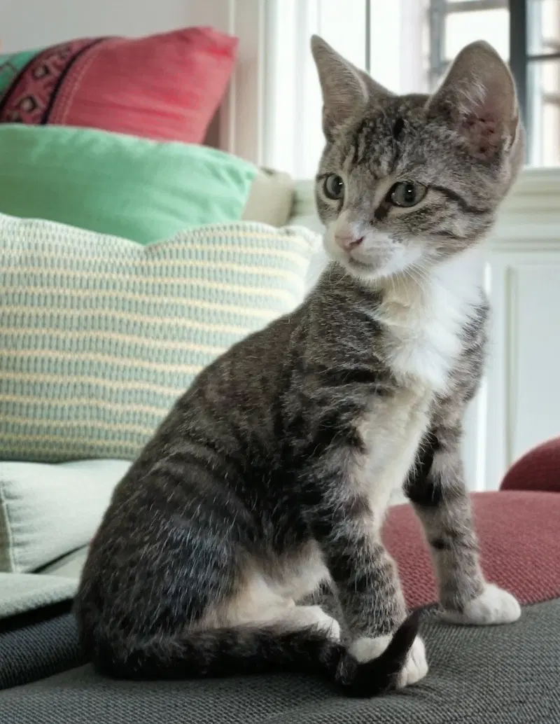 Neville, photo 2