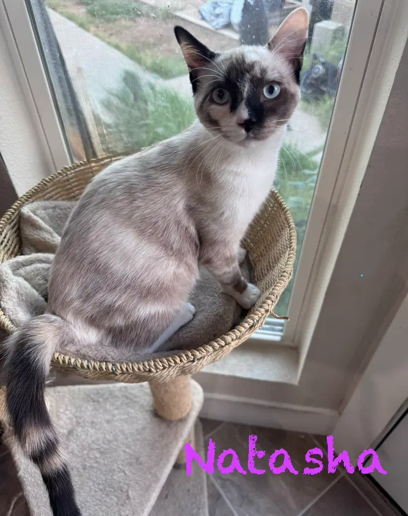 Natahsa, a young female Siamese cat up for adoption