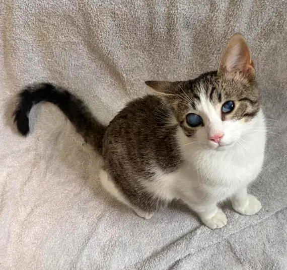 Apawllo, a young male cat up for adoption