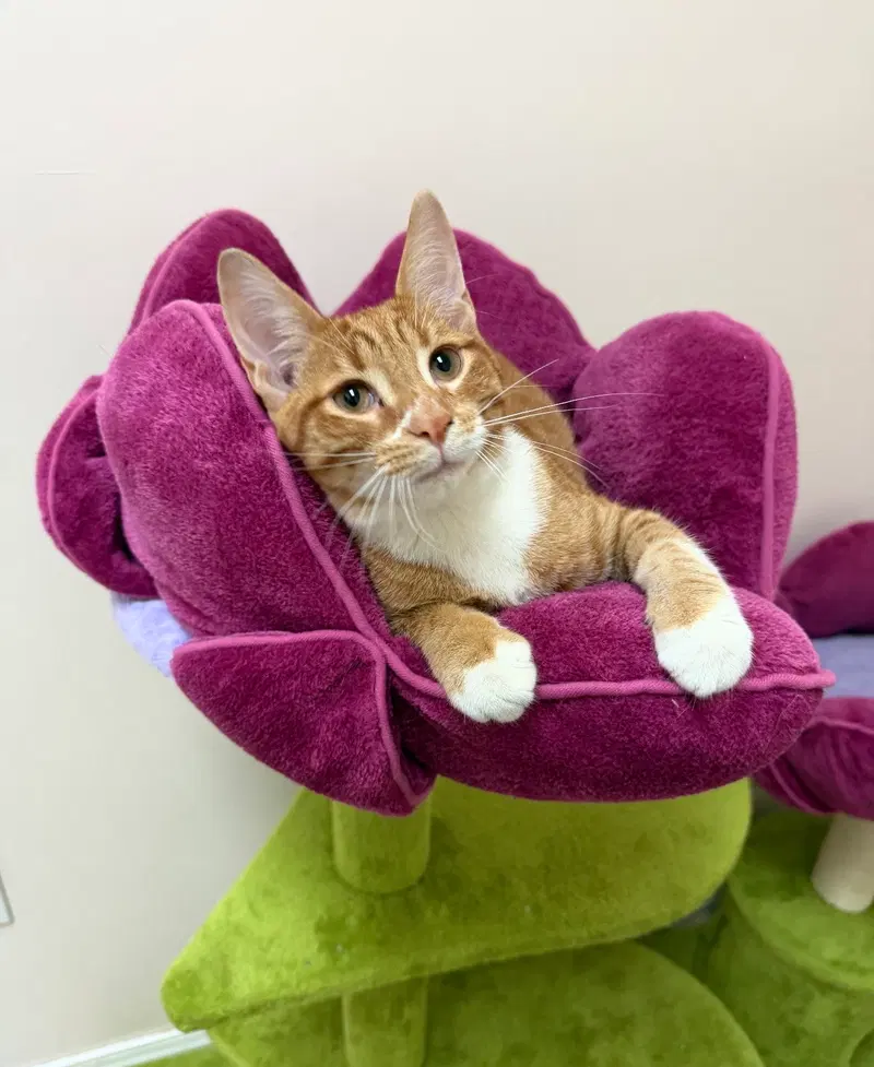 Jesse, a male kitten up for adoption