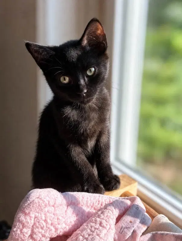 Andy, a male Bombay cat up for adoption