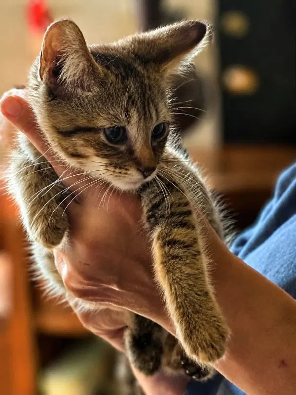 Copper, photo 3