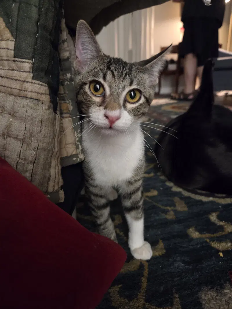 Clapton, a male kitten up for adoption