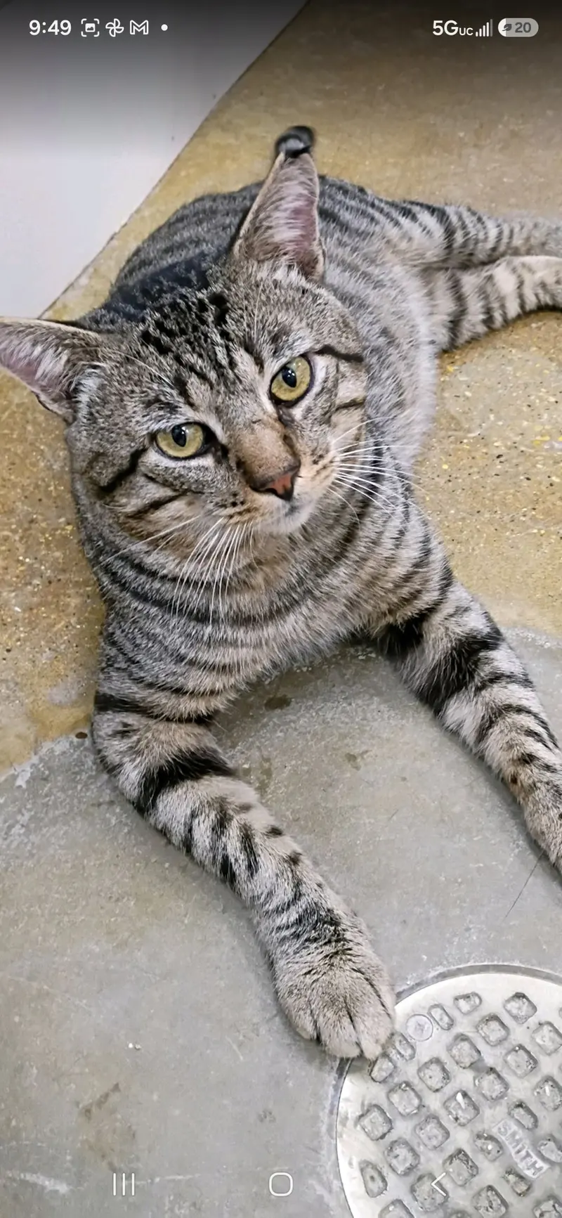 Mr. Cool, an adult male cat up for adoption