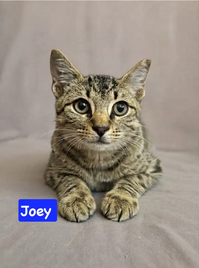 Joey, photo 3