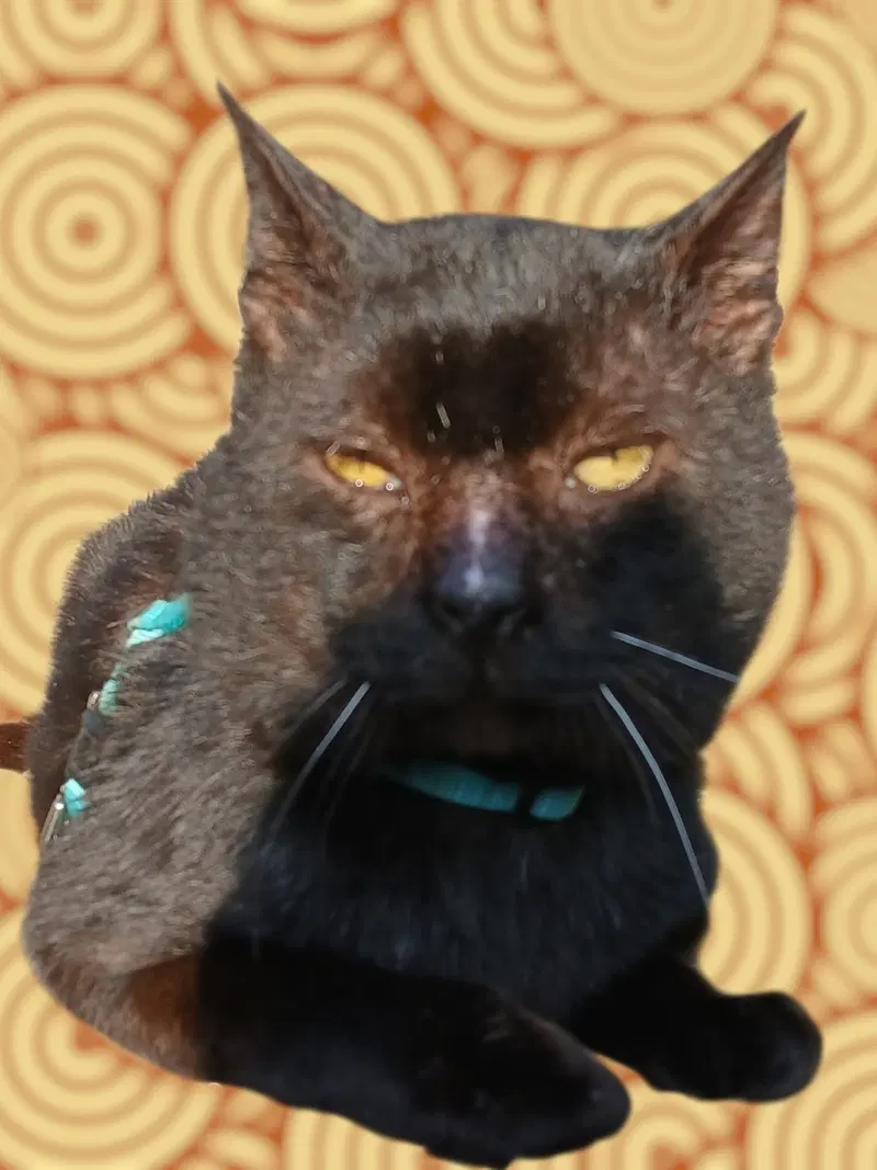 Brownie., photo 3