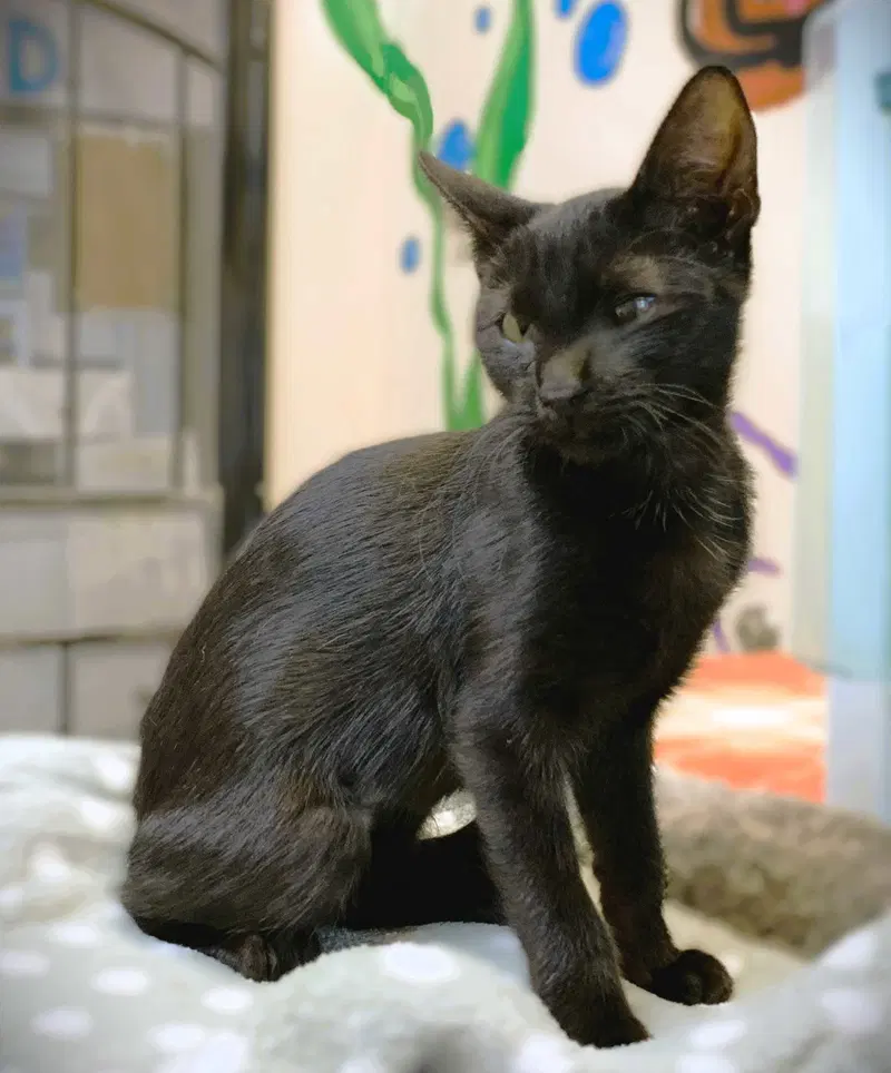 Kitten Gemini, photo 2
