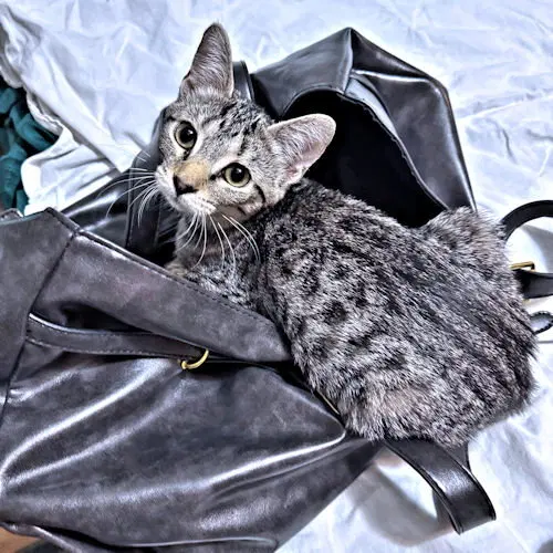 Sadie, photo 2