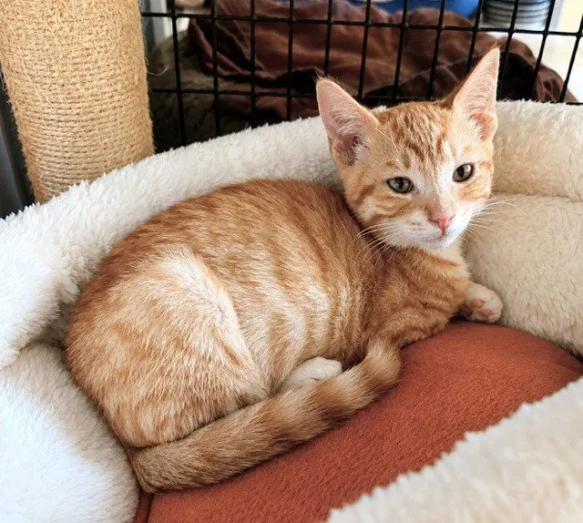 Kitten Weeble, a male kitten up for adoption
