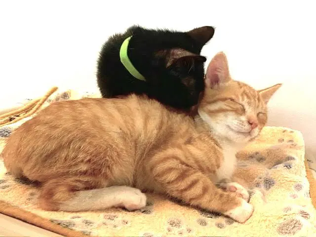 Kitten Xochi, photo 6