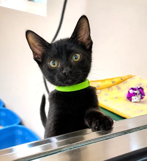 Kitten Xochi, a female kitten up for adoption