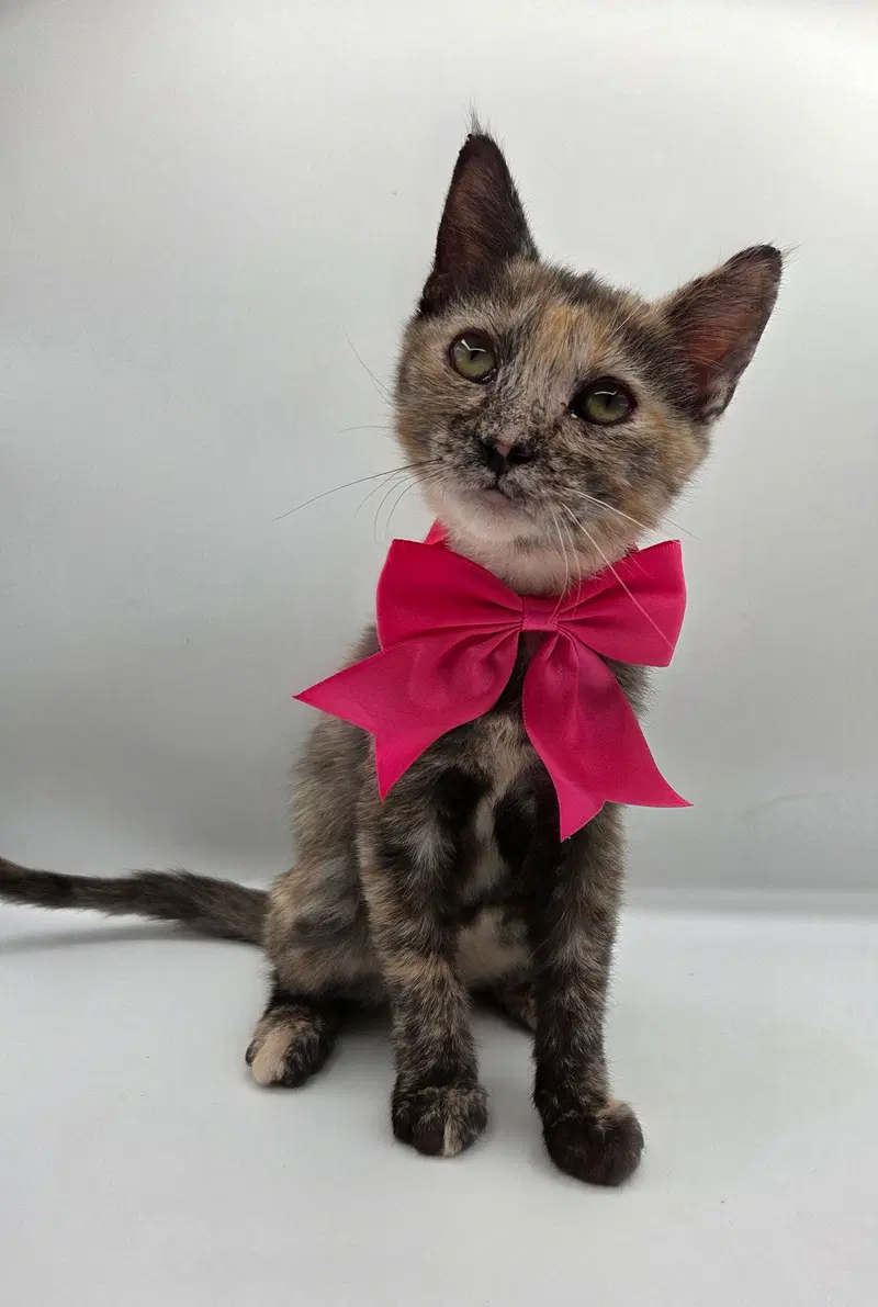 Pearl, a female kitten up for adoption