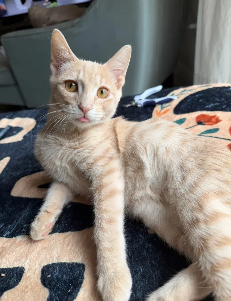 Spritz aka Nelson, a young male cat up for adoption