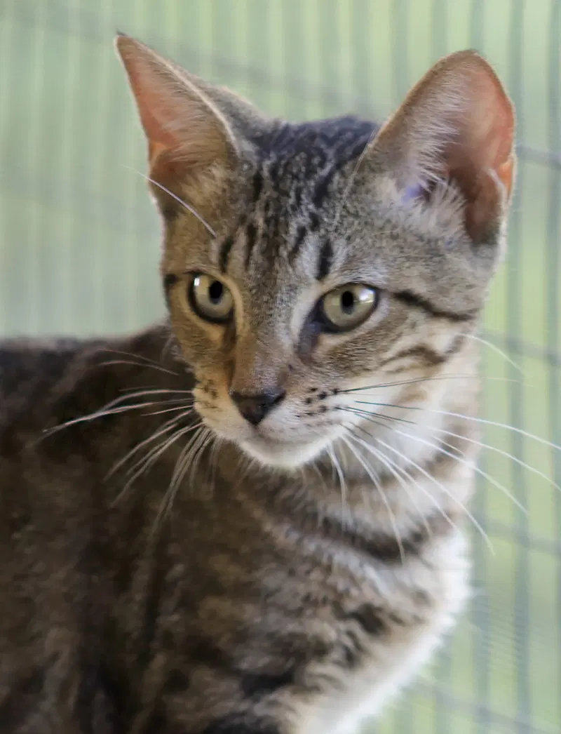 Skipper, a female kitten up for adoption