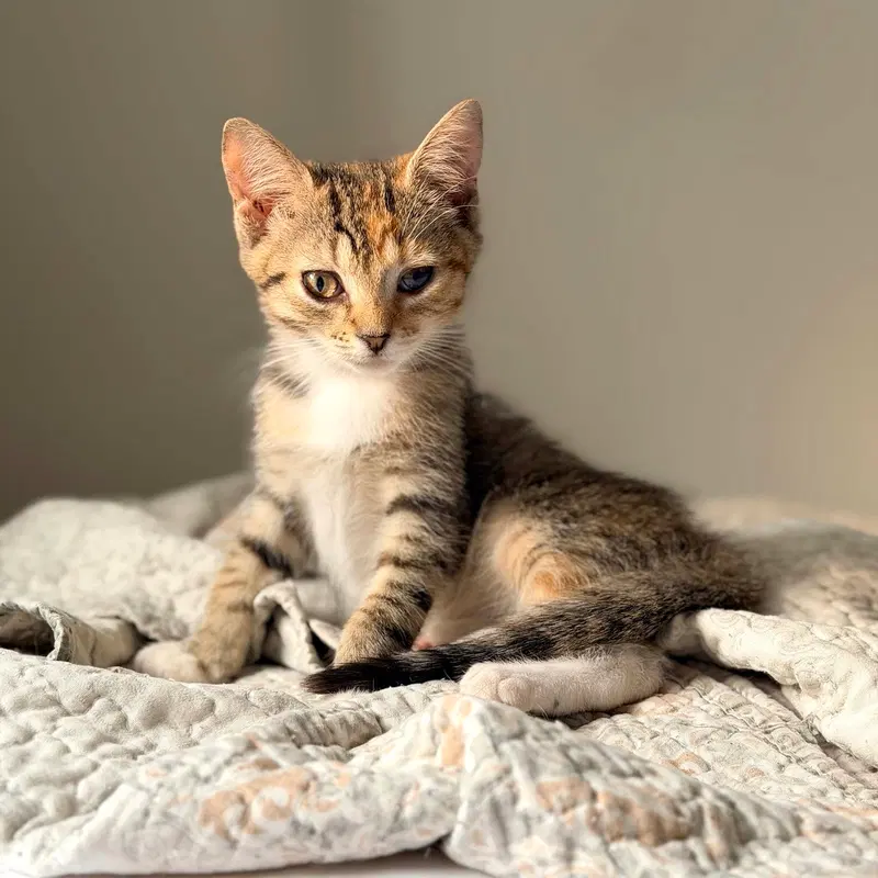 Ninja, a female kitten up for adoption
