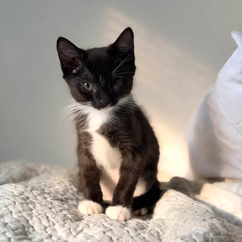 Samurai, a female kitten up for adoption