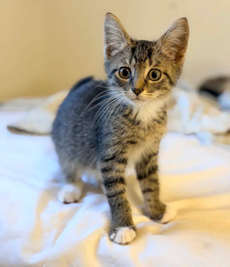 Fievel, a male kitten up for adoption