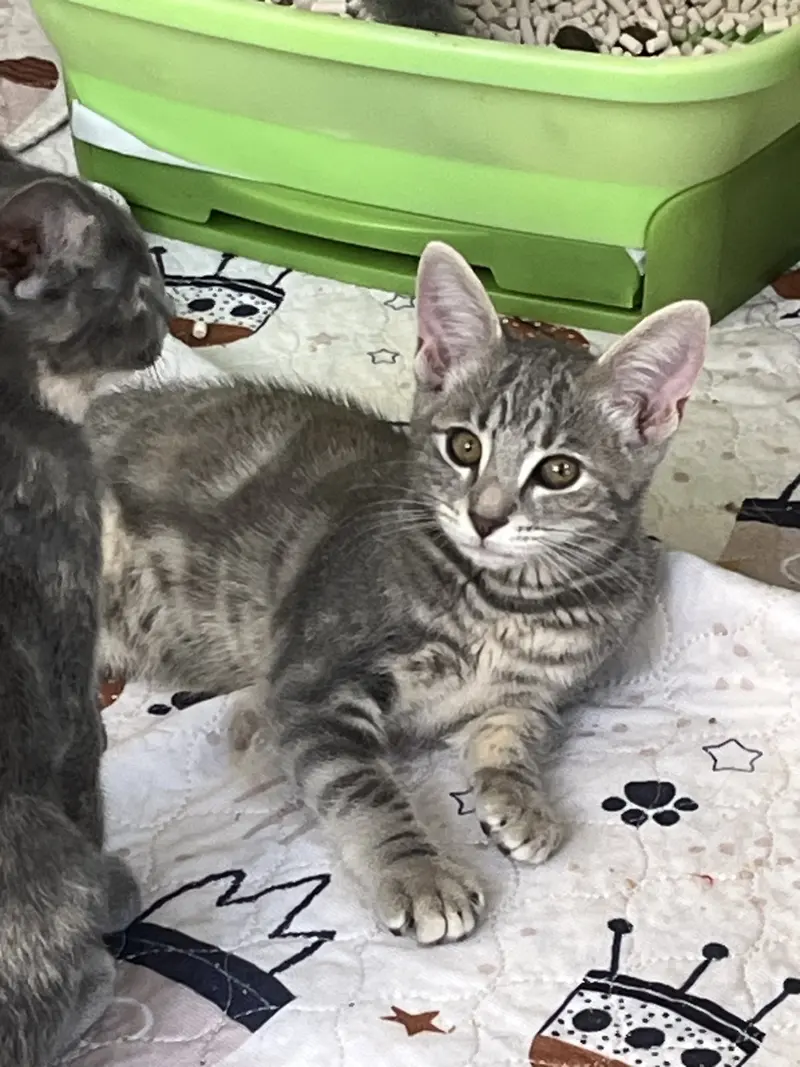 Presley, a female Tabby kitten up for adoption