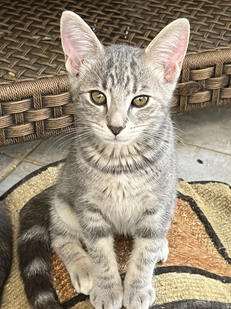 Presley, photo 4