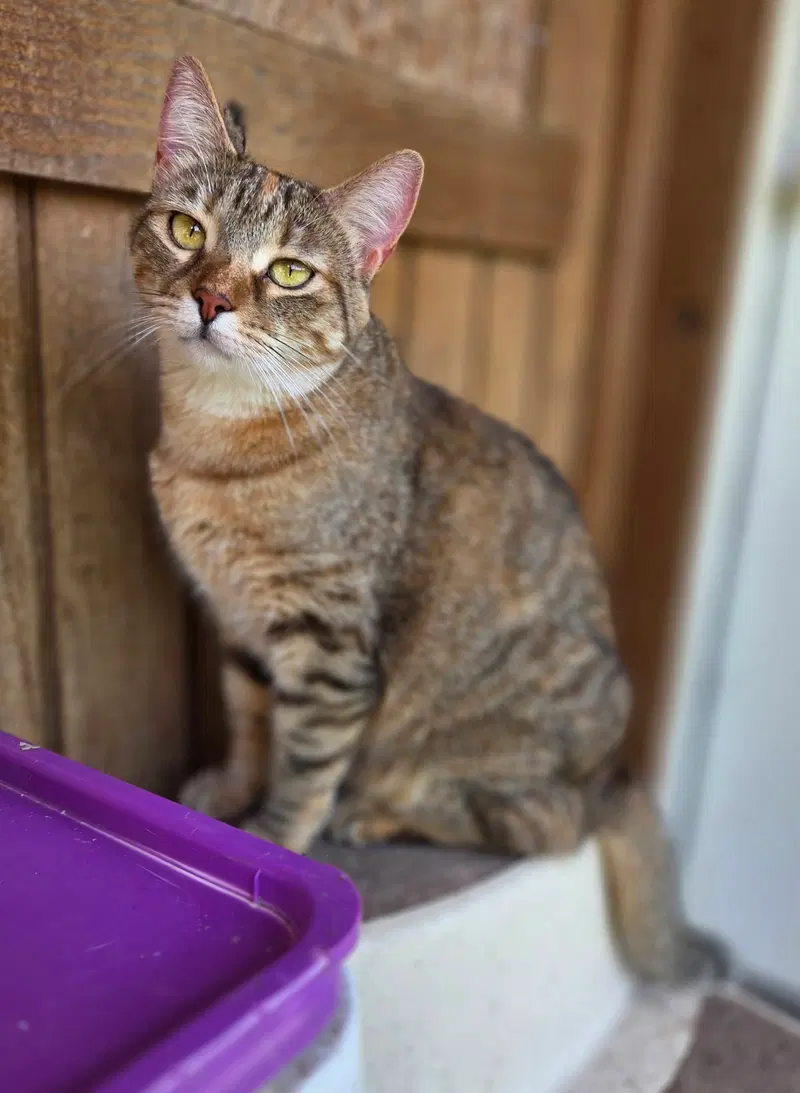 Scarlett, an adult female cat up for adoption