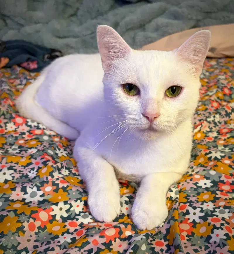 Lacie, an adult female cat up for adoption