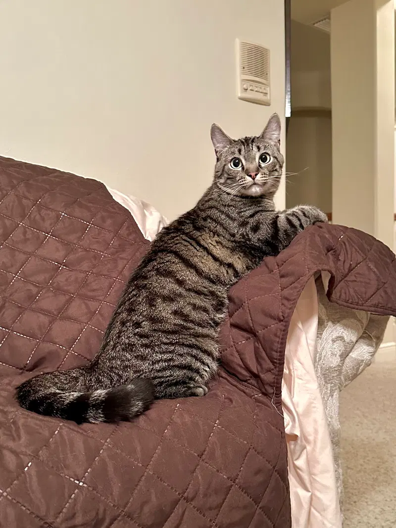 Steffi, an adult female cat up for adoption