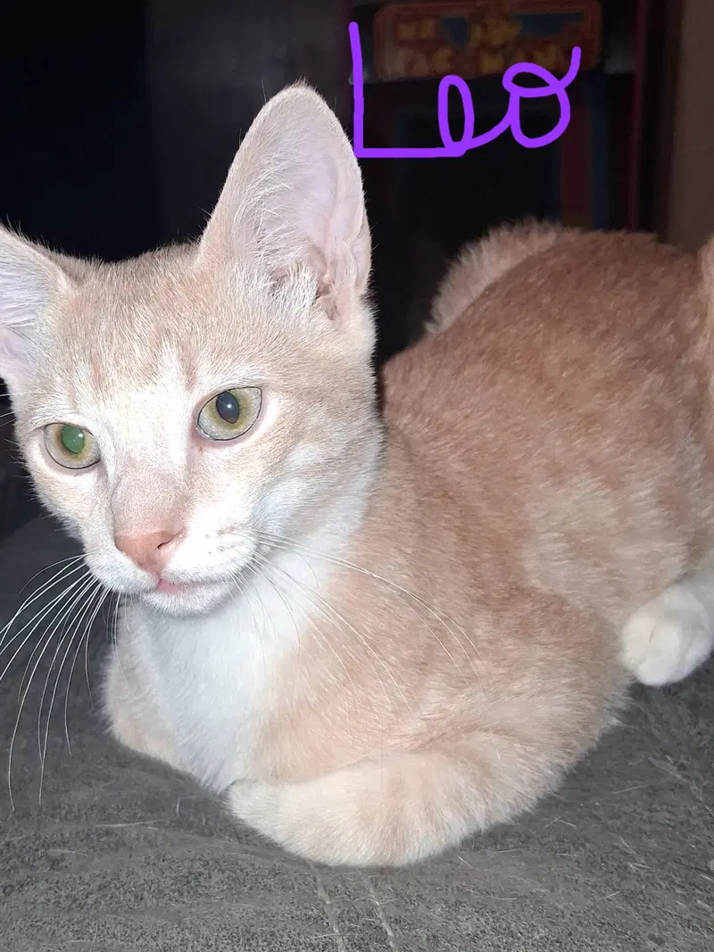 Leo, a male kitten up for adoption