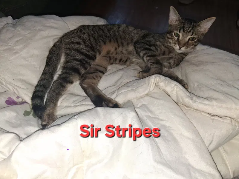 Sir Stripes, photo 2