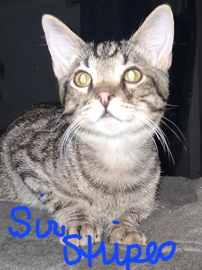 Sir Stripes, photo 4
