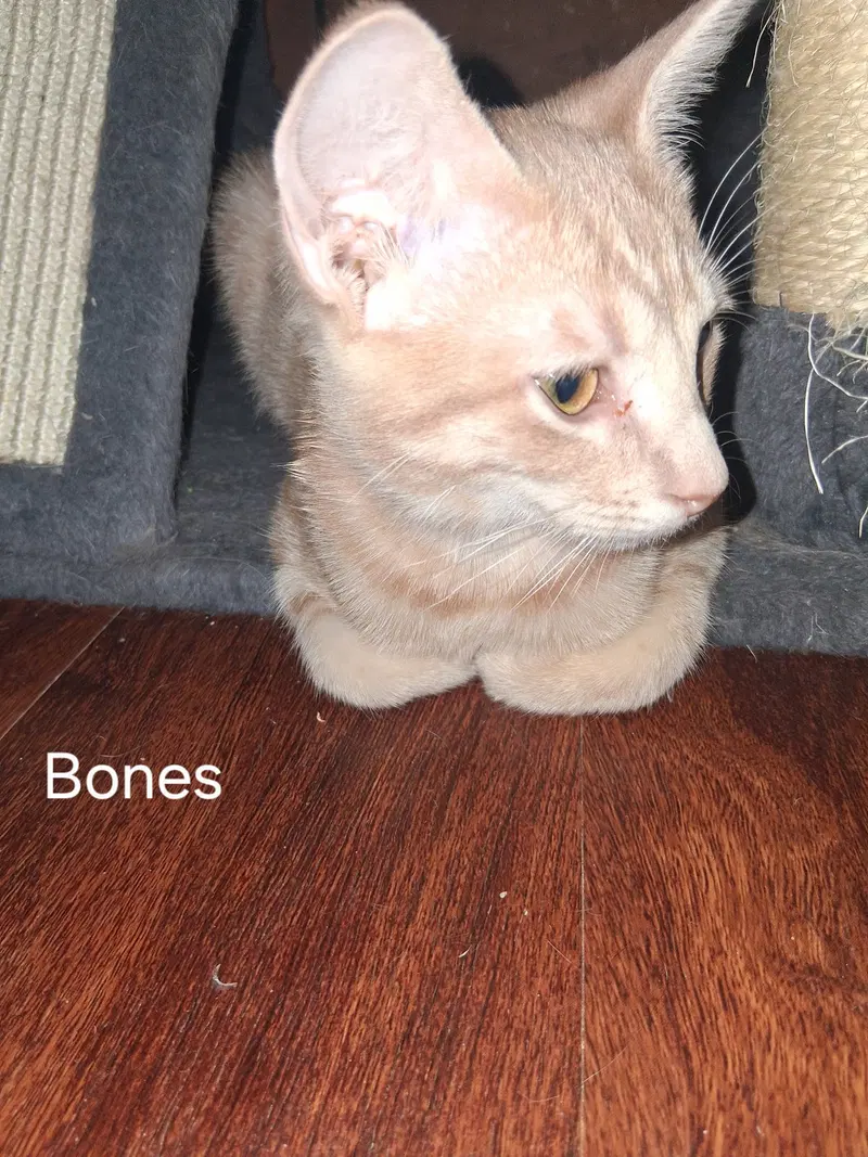 Bones, photo 5