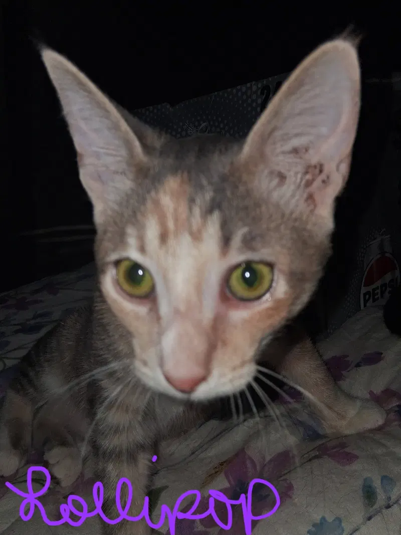 Lollipop, a female kitten up for adoption