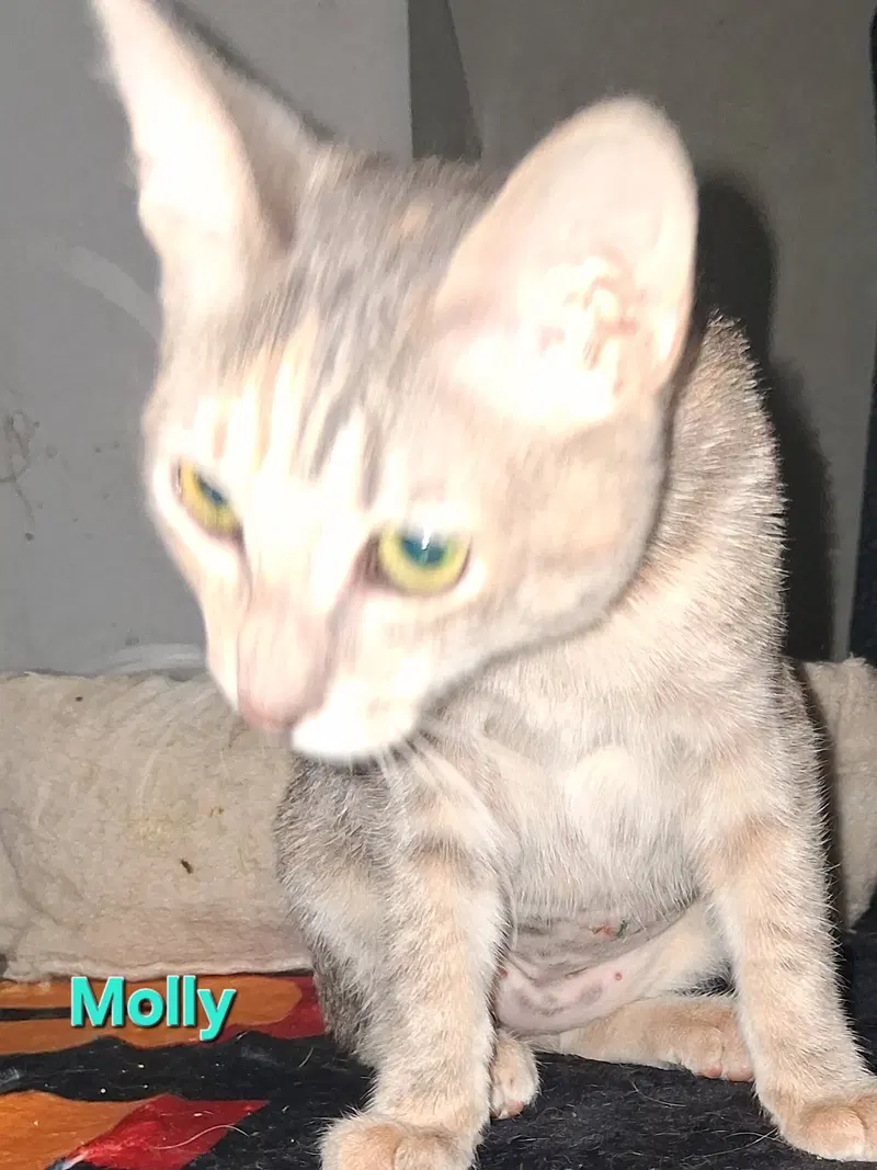 Molly, a female kitten up for adoption