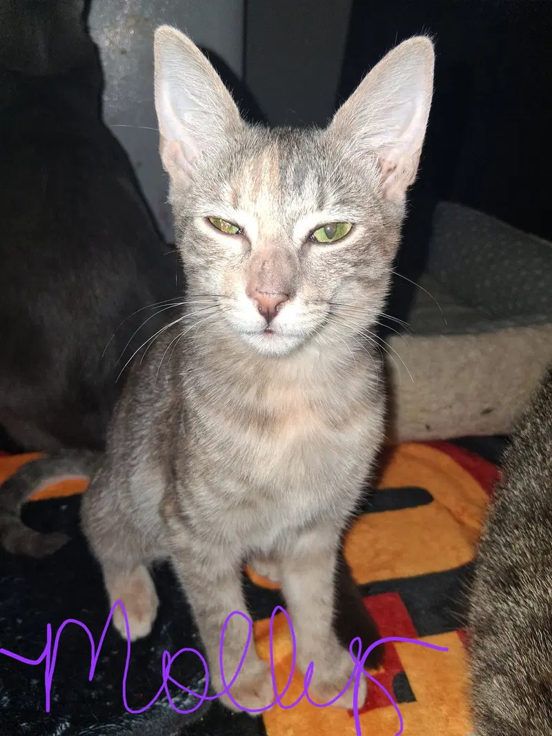 Molly, photo 2