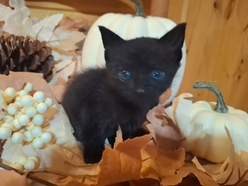 Dusk/ Binks, a male kitten up for adoption