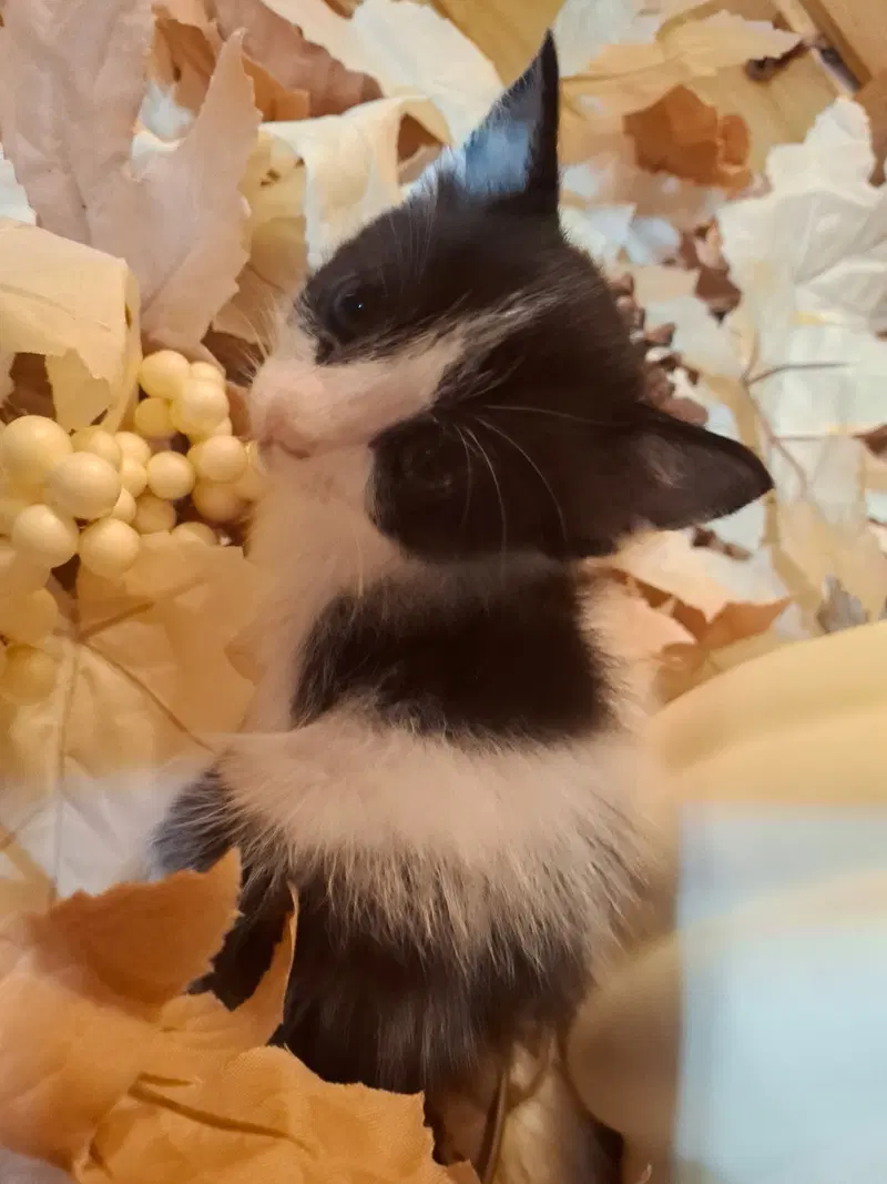Domino, photo 2