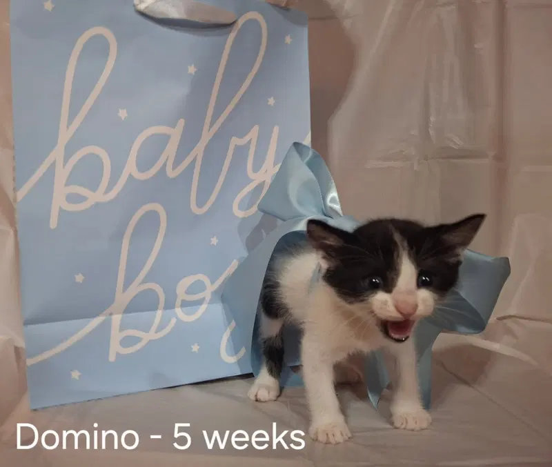 Domino, photo 3