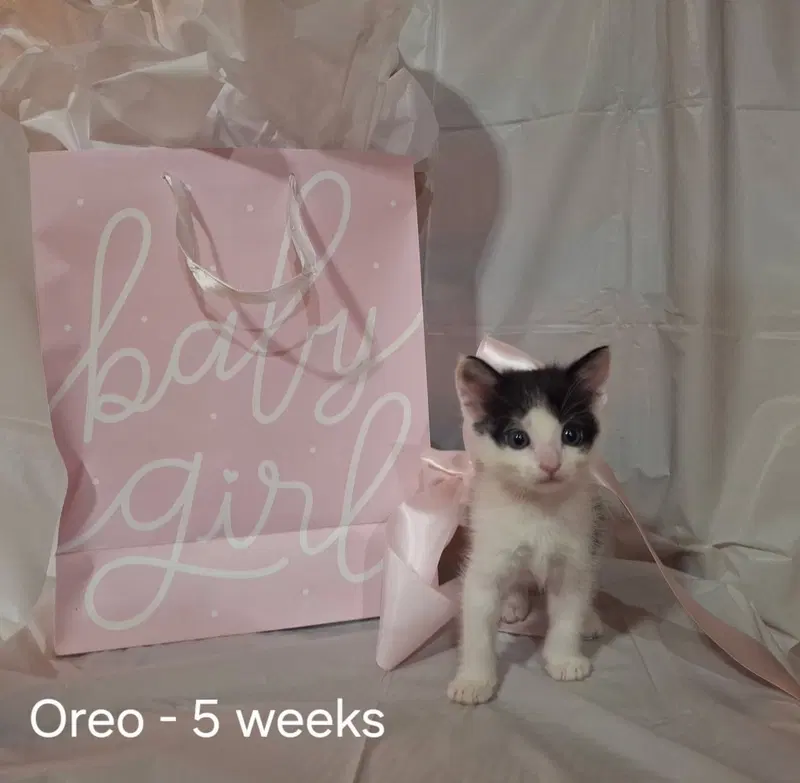 Oreo, photo 2