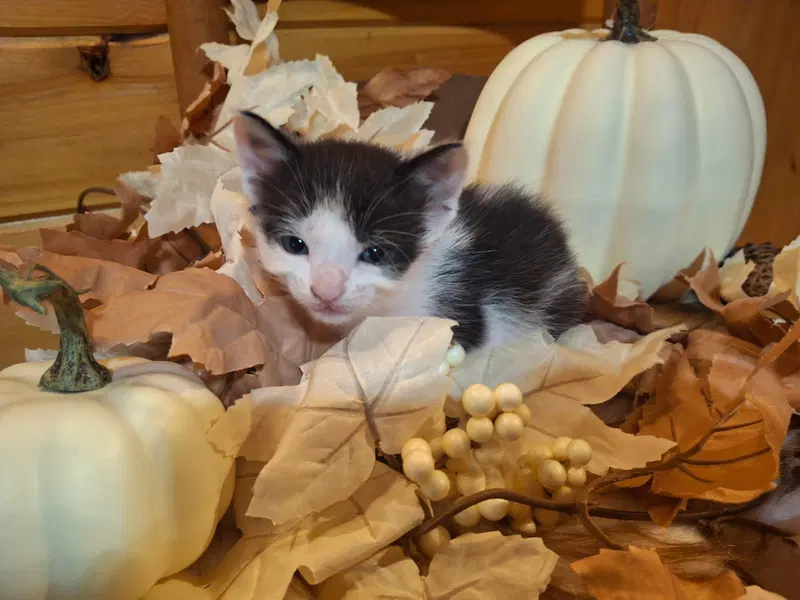 Oreo, photo 3