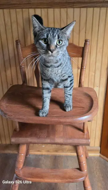 Dusty Rose, a young female cat up for adoption