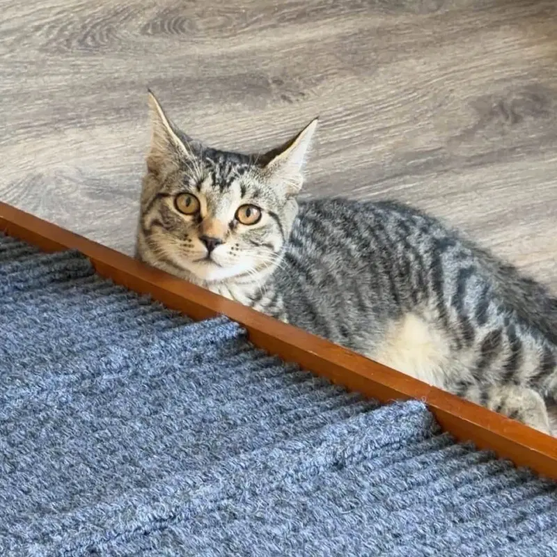 Spider-Man, a male kitten up for adoption